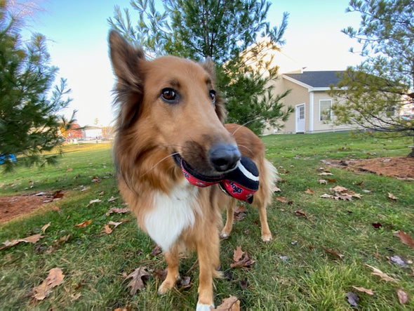 Portland Sea Dogs Tennis Ball Dog Toy